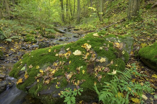 Mossy rocks by the Kaja stream, Hardegg, Lower Austria, Austria