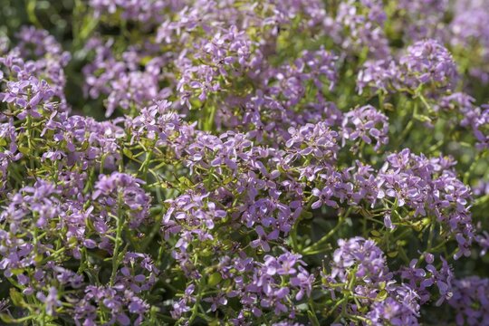 Brassicaceae (Ptilotrichum spinosum), Botanical Garden Jardin du Lautaret, Villar-d'Ar&ecirc;ne, D&eacute;partement Hautes-Alpes, France