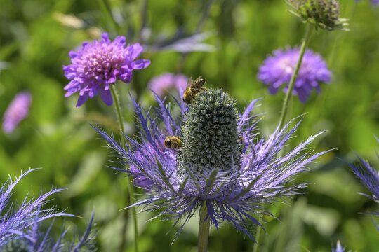 Umbelliferae (Eryngium zabeli), Botanical Garden Jardin du Lautaret, Villar-d'Ar&ecirc;ne, D&eacute;partement Hautes-Alpes, France