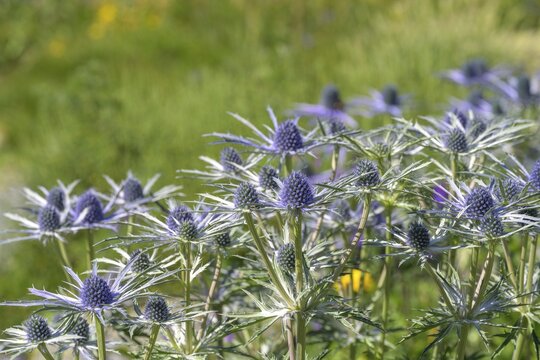 Umbelliferae (Eryngium zabeli), Botanical Garden Jardin du Lautaret, Villar-d'Ar&ecirc;ne, D&eacute;partement Hautes-Alpes, France