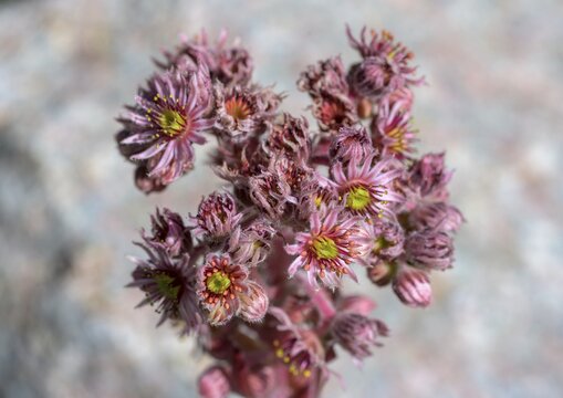 Roof houseleek or Crassulaceae (Sempervivum tectorum), Jardin du Lautaret Botanical Garden, Villar-d'Ar&ecirc;ne, D&eacute;partement Hautes-Alpes, France