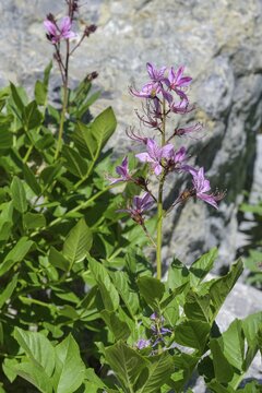Diptam or Rutaceae (Dictamus albus), Botanical Garden Jardin du Lautaret, Villar-d'Ar&ecirc;ne, D&eacute;partement Hautes-Alpes, France