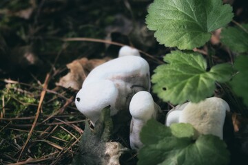 森林中的白色精灵：神秘蘑菇的特写【Mysterious White Mushrooms in the Forest: A Close-Up】