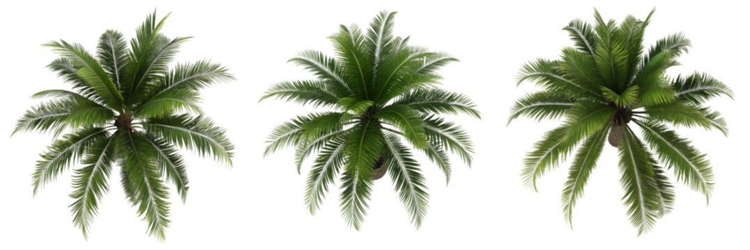 Three palm trees display their thick green fronds, showcasing a tropical vibe in bright light. The sunlight highlights the texture of the leaves, creating a serene atmosphere.