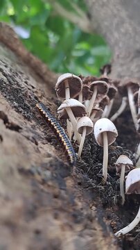 Forest Floor Miniatures: Millipede Crawling Past Wild Mushrooms

