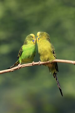 Budgerigar (Melopsittacus undulatus), adult, pair, male, female, two, in perch, courtship, social behaviour, Australia
