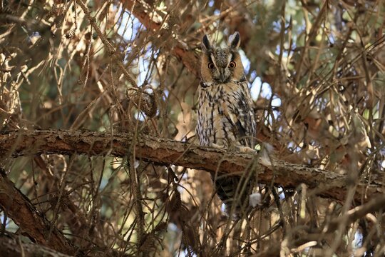 Long-eared owl (Asio otus), adult, on tree, alert, Ellerstadt, Rhineland-Palatinate, Germany