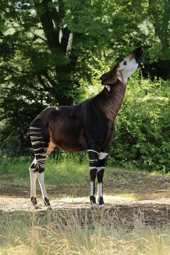 Okapi (Okapia johnstoni), adult, foraging, captive