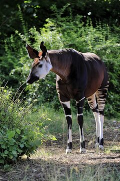 Okapi (Okapia johnstoni), adult, foraging, captive