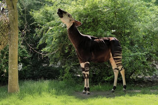 Okapi (Okapia johnstoni), adult, foraging, captive