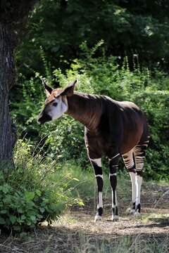 Okapi (Okapia johnstoni), adult, foraging, captive