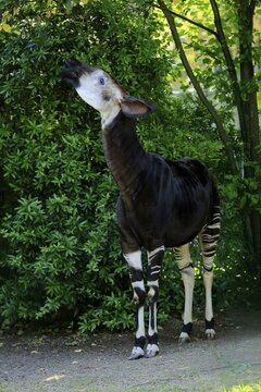 Okapi (Okapia johnstoni), adult, foraging, captive