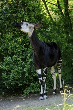 Okapi (Okapia johnstoni), adult, foraging, captive