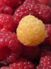 Zbliżenie na dorodne owoce maliny w wielu wariantach barwnych © Kumulugma