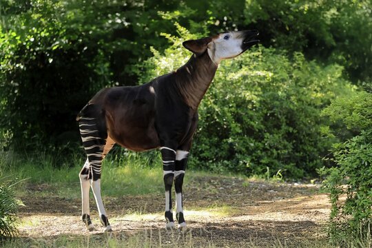 Okapi (Okapia johnstoni), adult, foraging, captive