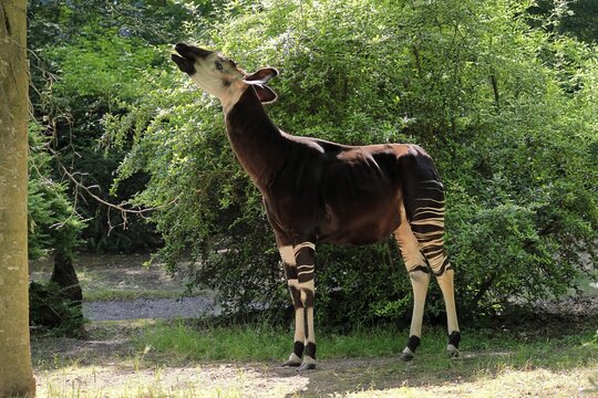Okapi (Okapia johnstoni), adult, foraging, captive