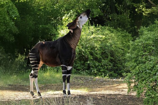 Okapi (Okapia johnstoni), adult, foraging, captive