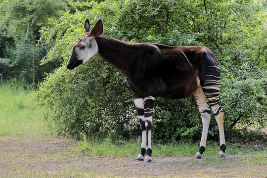 Okapi (Okapia johnstoni), adult, foraging, captive