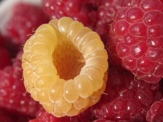 Zbliżenie na dorodne owoce maliny w wielu wariantach barwnych © Kumulugma