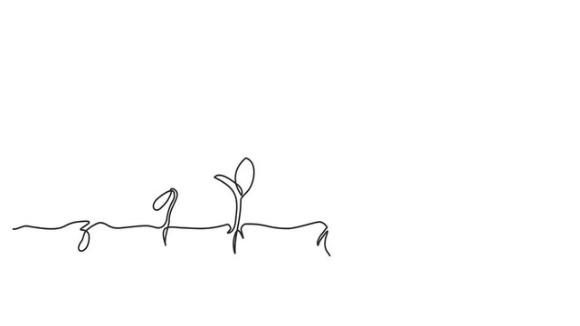  Animated self drawing of continuous line draw step of grow plant. Full length one line animation. 4K