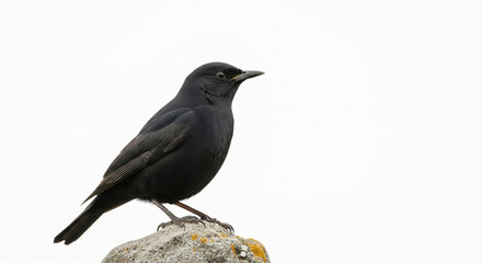 blackbird isolated on white background