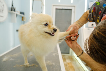 At a pet grooming salon, a middle-aged male groomer is trimming the fur of an adorable Pomeranian...