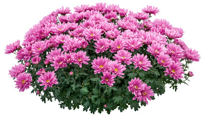 Obraz premium A display of blooming pink chrysanthemums in a lush green garden. their full petals and healthy foliage. with a serene background ideal for floral-themed projects or decorations