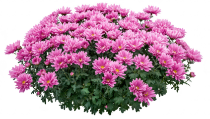A display of blooming pink chrysanthemums in a lush green garden. their full petals and healthy foliage. with a serene background ideal for floral-themed projects or decorations