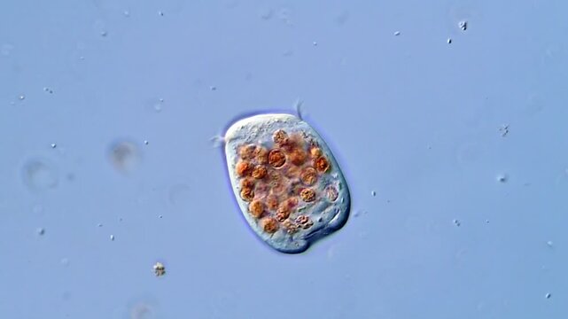 Microorganism under microscopy view 400x magnification 