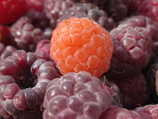 Zbliżenie na dorodne owoce maliny w wielu wariantach barwnych © Kumulugma