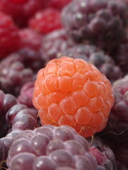 Zbliżenie na dorodne owoce maliny w wielu wariantach barwnych © Kumulugma