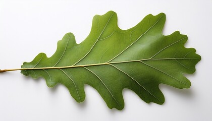 Single Oak Leaf With Veins Isolated On A White Surface Botanical Vein Texture