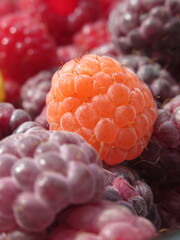 Zbliżenie na dorodne owoce maliny w wielu wariantach barwnych © Kumulugma