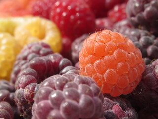 Zbliżenie na dorodne owoce maliny w wielu wariantach barwnych © Kumulugma