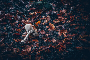 Champignon automnale