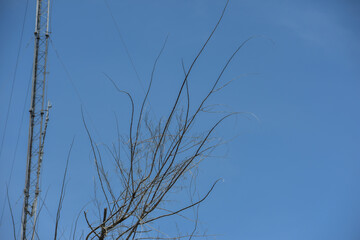 Dry tree branches with a communication tower in the background under a clear blue sky, symbolizing the contrast between nature and modern technology in a minimalist urban landscape.
