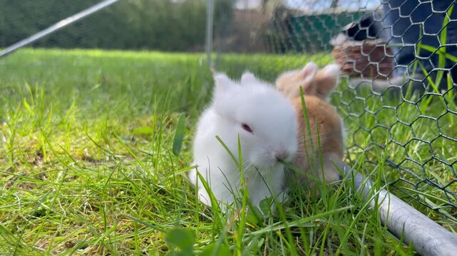 Baba Zwerg Kaninchen zum ersten Mal auf der Wiese