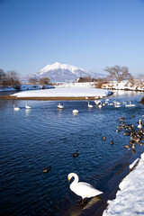 日本、青森県藤崎町、白鳥ふれあい広場の白鳥と残雪の岩木山