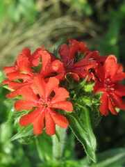 Zbliżenie na czerwone kwiaty rośliny z gatunku firletka © Kumulugma