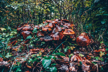 Champignon automnale