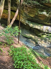 Fototapeta premium waterfall in the forest