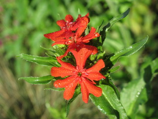 Zbliżenie na czerwone kwiaty rośliny z gatunku firletka © Kumulugma