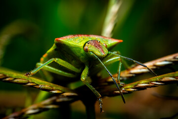 chinche de escudo verde, fotografía macro 