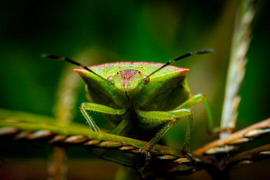 chinche de escudo verde, fotograf&iacute;a macro 