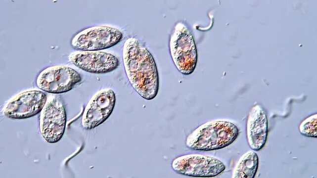 Protozoa under microscope, Ciliates microorganism 