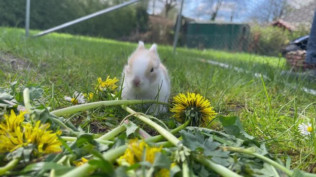 Baba Zwerg Kaninchen zum ersten Mal auf der Wiese