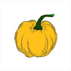 Pumpkin. Hand drawn food illustration 