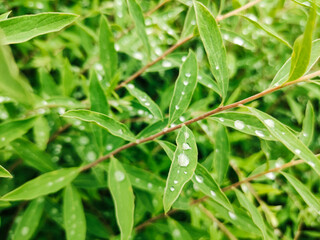 green grass with dew