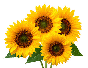 Obraz premium Firefly__PNG Bright sunflowers against white background
