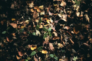 秋日森林地面：落叶与绿叶的交响【Autumn Forest Floor: A Symphony of Fallen and Green Leaves】
